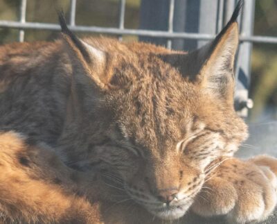 lynx