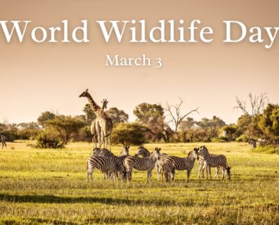 world wildlife day 2025
